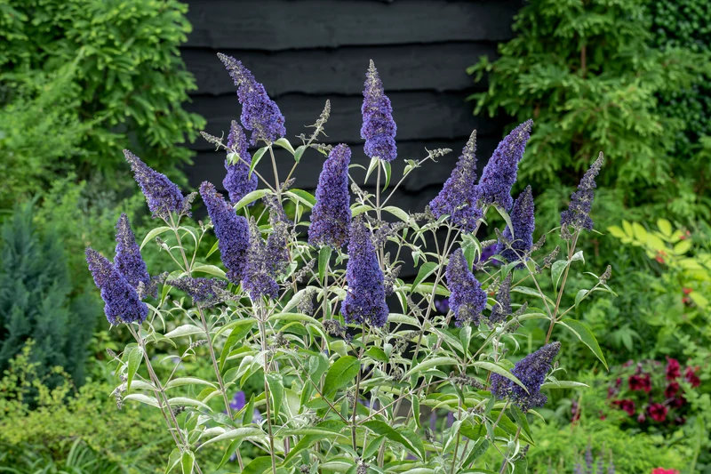 Lot de 6 arbres aux papillons ou lilas d'été (Buddleia de David) à fleurs bleues/violettes