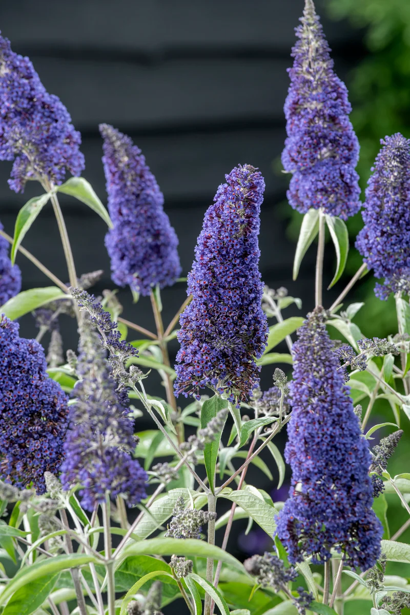 Lot de 6 arbres aux papillons ou lilas d'été (Buddleia de David) à fleurs bleues/violettes