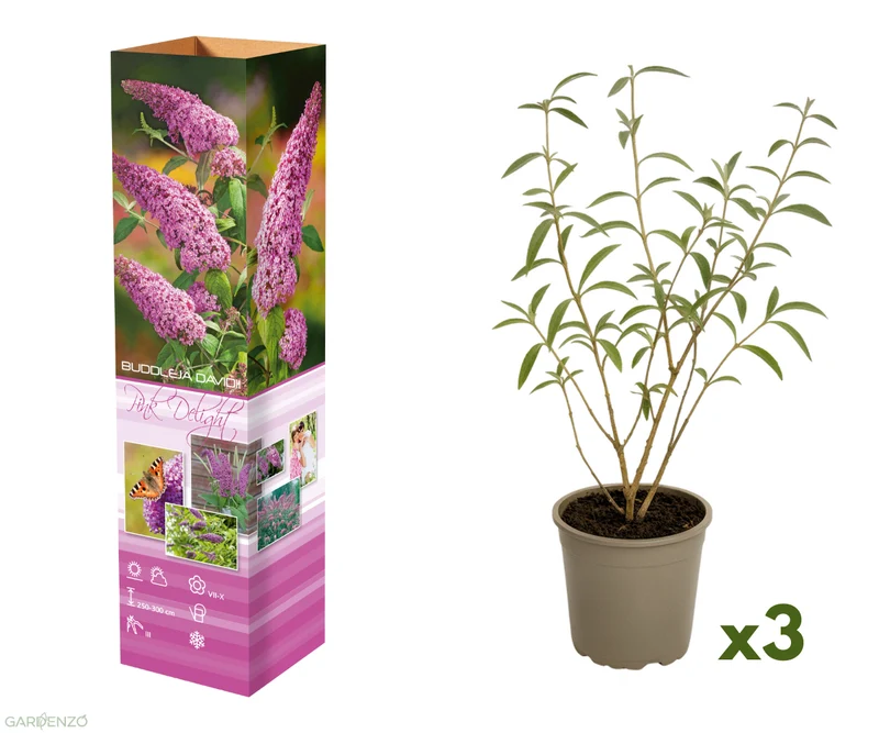 Lot de 3 arbres aux papillons ou lilas d'été (Buddleia de David) à fleurs roses