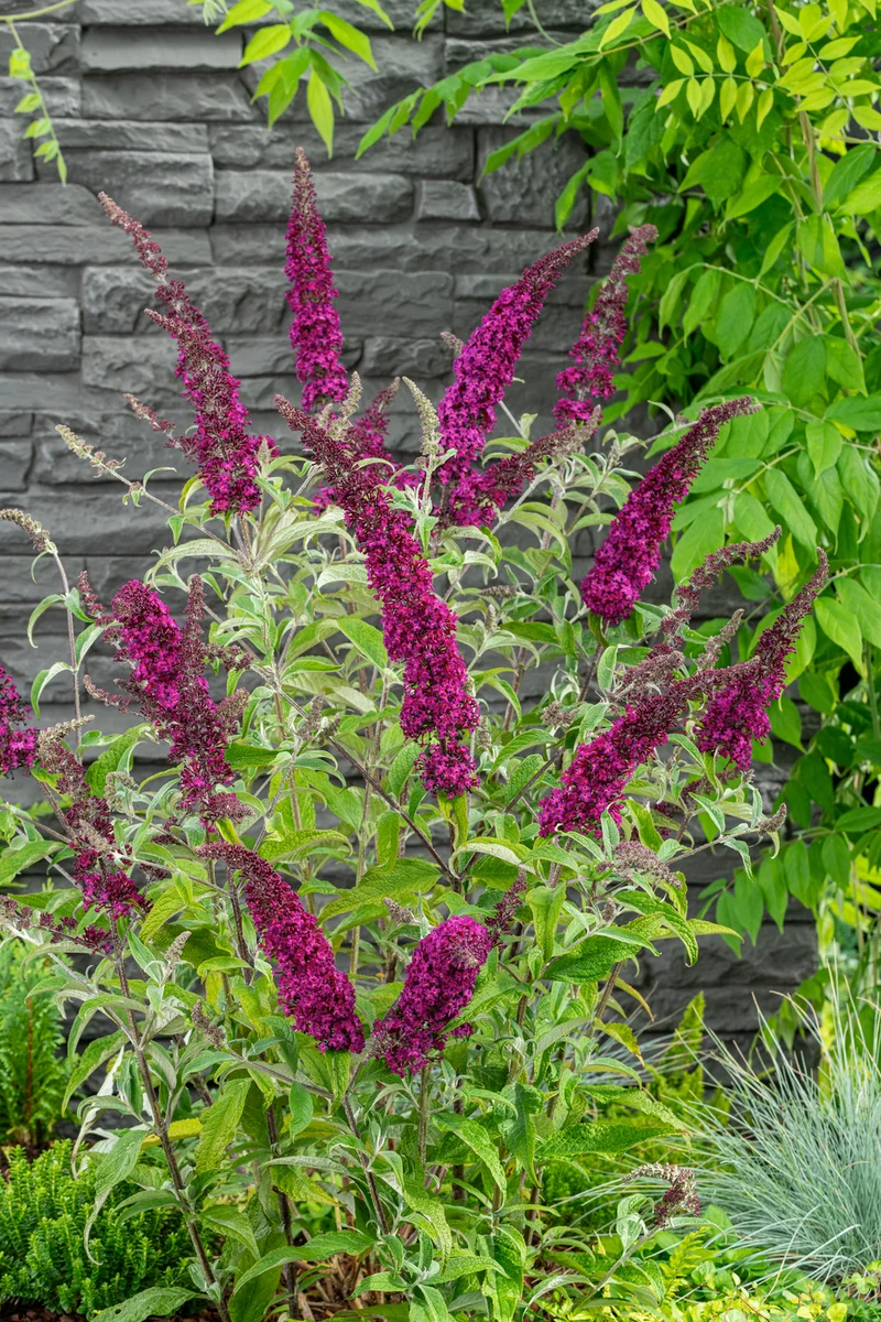 Lot de 3 arbres aux papillons ou lilas d'été (Buddleia de David) à fleurs violettes/rouges