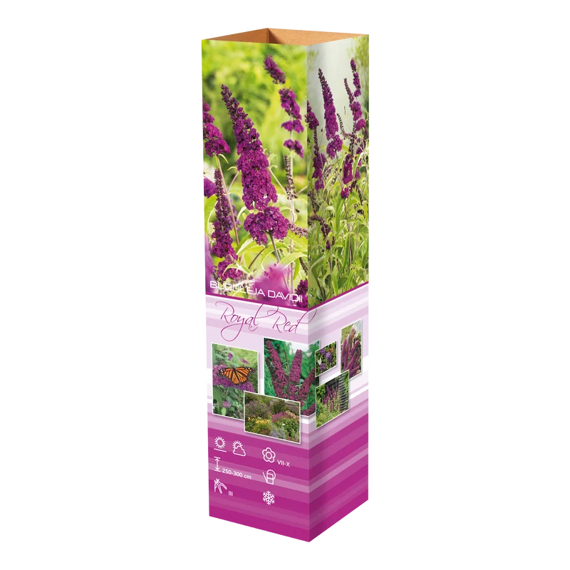 Lot de 3 arbres aux papillons ou lilas d'été (Buddleia de David) à fleurs violettes/rouges