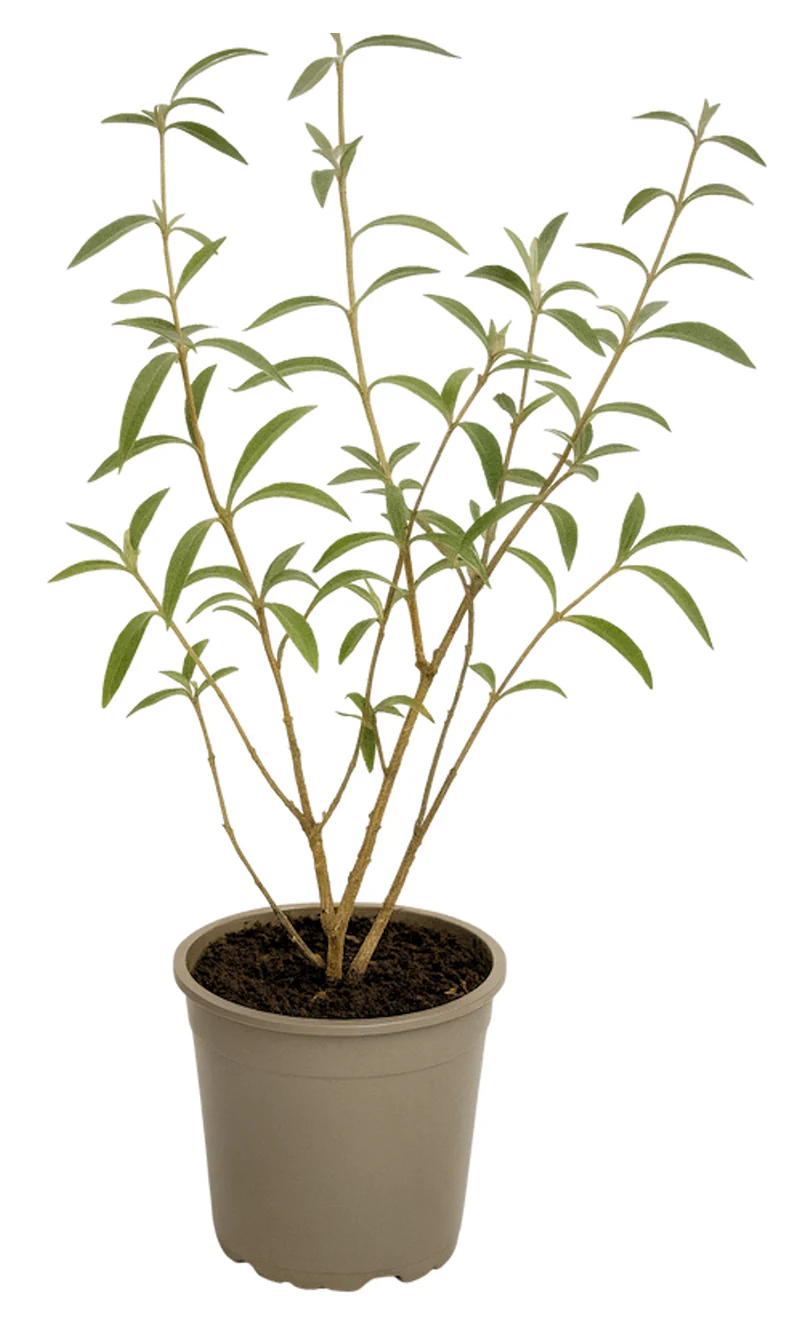 Lot de 3 arbres aux papillons ou lilas d'été (Buddleia de David) à fleurs violettes/rouges