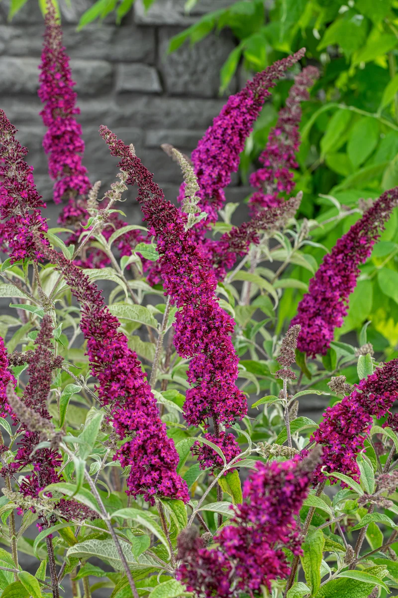Mélange de 8 arbres aux papillons (Buddleia de David) à fleurs rouges, blanches, roses et violettes - 30-38 cm