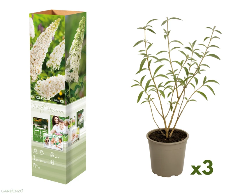 Lot de 3 arbres aux papillons ou lilas d'été (Buddleia de David) à fleurs blanches - 30-38 cm