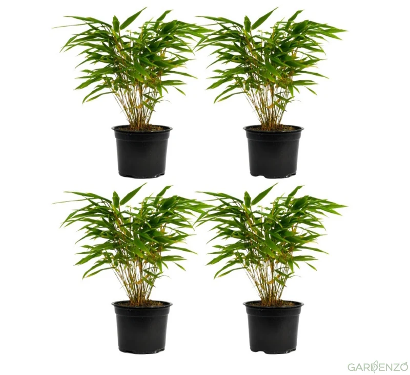Lot de 4 Bambous Moyens « non invasifs » (Fargesia) - 25-40 cm