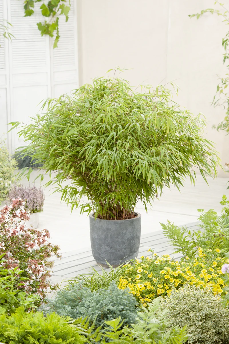 Lot de 2 Bambous Moyens « non invasifs » (Fargesia) - 25-40 cm