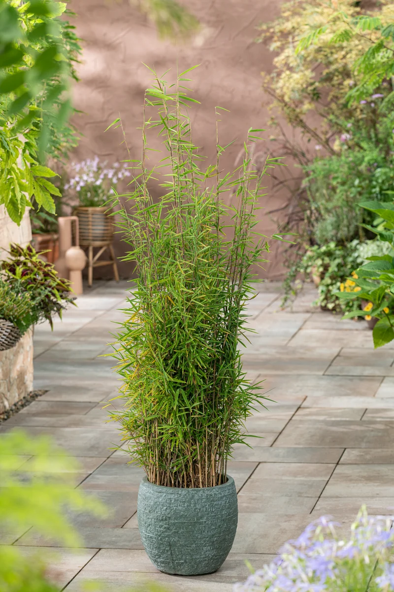 Lot de 2 Bambous Moyens « non invasifs » (Fargesia) - 25-40 cm