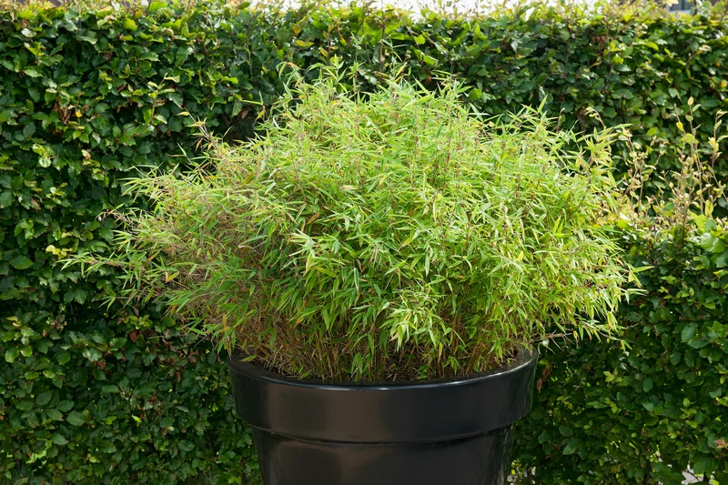 Lot de 2 Bambous Moyens « non invasifs » (Fargesia) - 25-40 cm