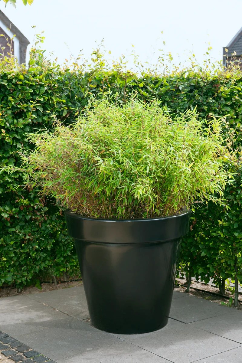 Lot de 2 Bambous Moyens « non invasifs » (Fargesia) - 25-40 cm