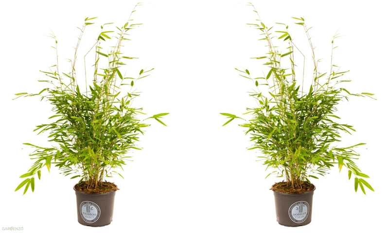Lot de 2 Bambous Larges « non invasifs » (Fargesia) - 40-60 cm