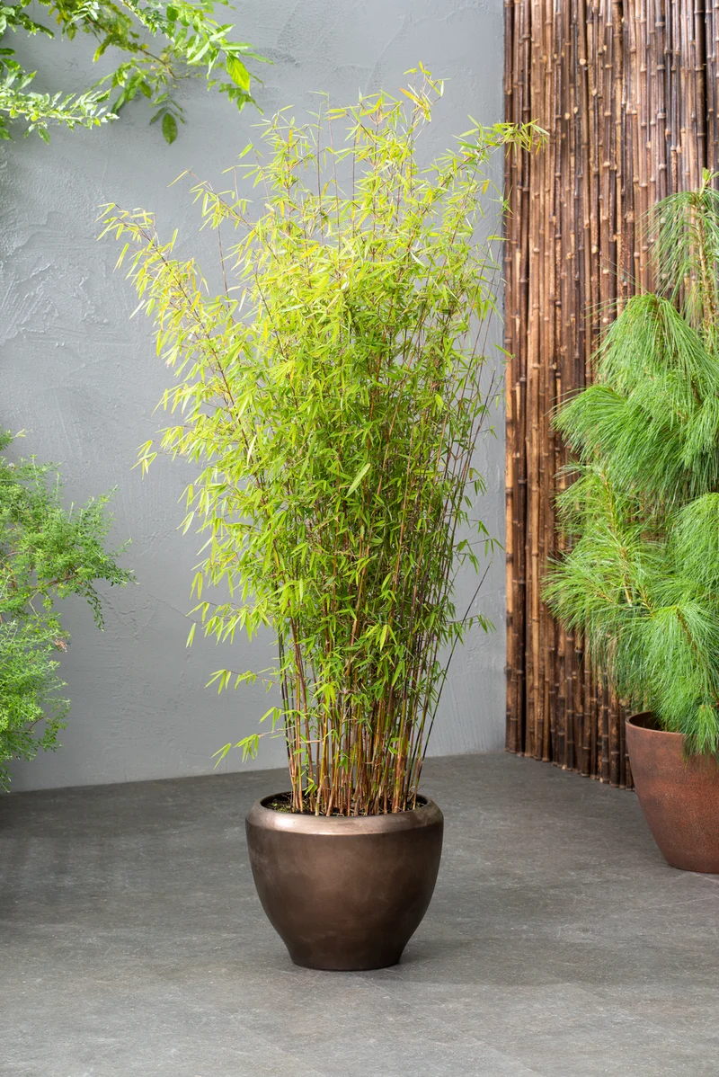 1 Bambou Large « non invasif » (Fargesia) - 40-60 cm