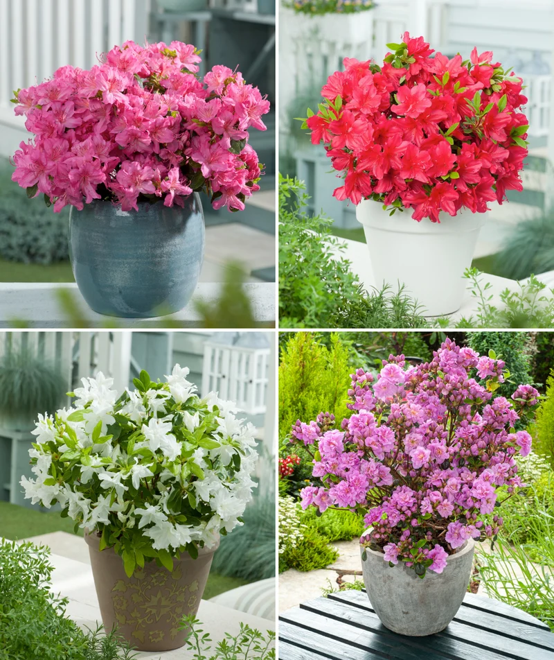 Ensemble de 4 azalées : 1 violette, 1 rouge, 1 rose, 1 blanche - 20-38 cm