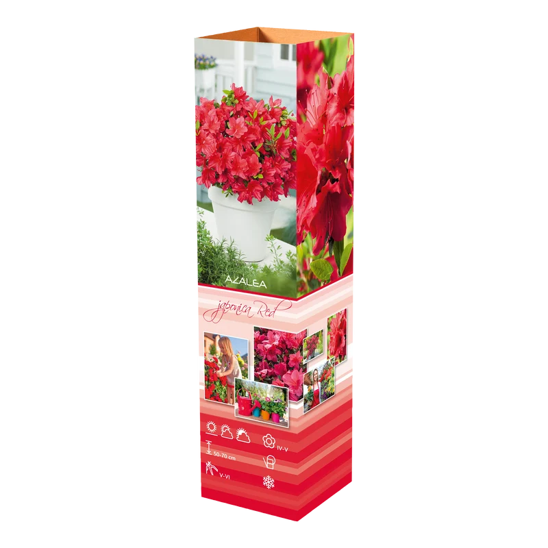 Ensemble de 4 azalées : 1 violette, 1 rouge, 1 rose, 1 blanche - 20-38 cm