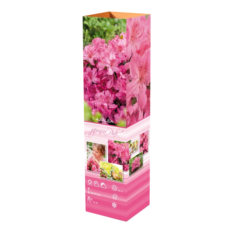Ensemble de 4 azalées : 1 violette, 1 rouge, 1 rose, 1 blanche - 20-38 cm