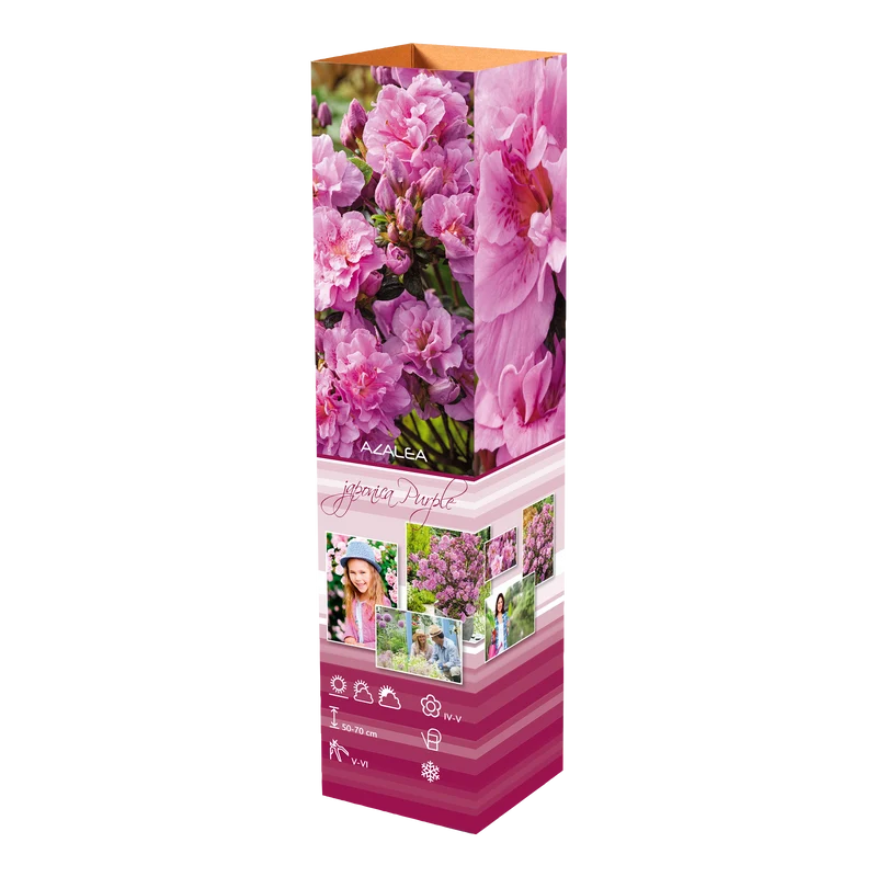 Ensemble de 4 azalées : 1 violette, 1 rouge, 1 rose, 1 blanche - 20-38 cm