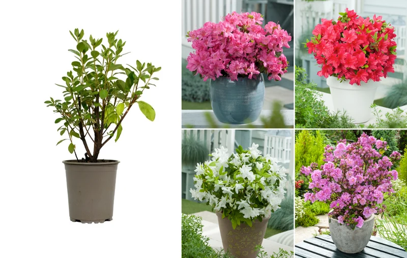 Ensemble de 4 azalées : 1 violette, 1 rouge, 1 rose, 1 blanche - 20-38 cm