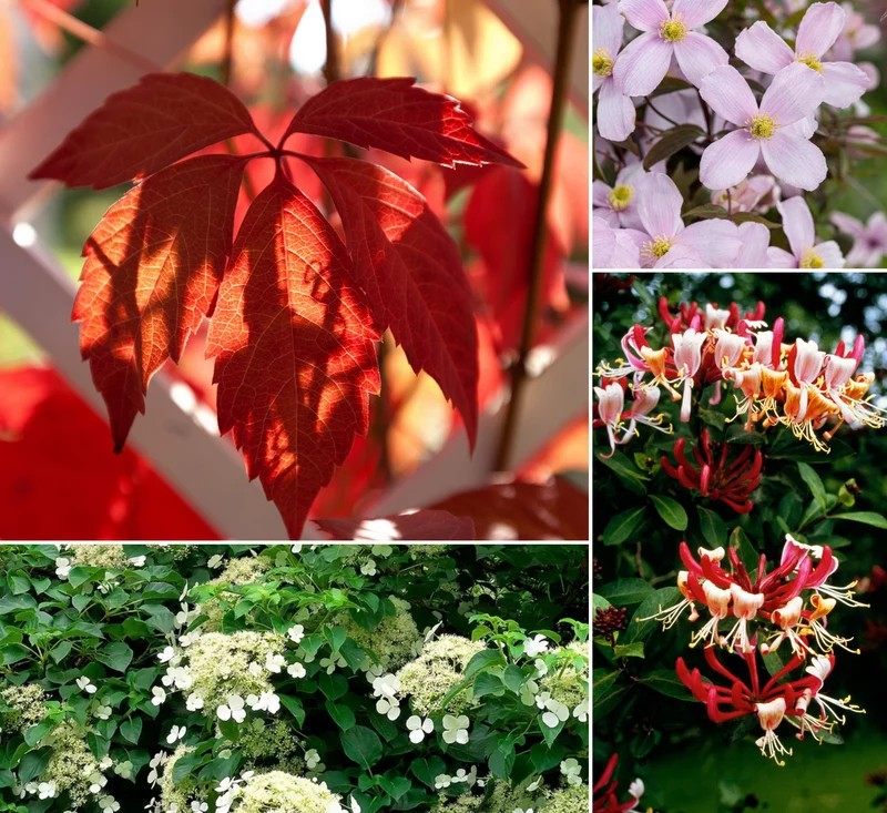 Ensemble de 8 plantes grimpantes colorées, mélange de 4 types - 2 Hydrangea petiolaris, 2 Lonicera per.'Belgica', 2 Parthenocissus quin. 'Engelmannii', 2 Clematis montana 'Rubens'