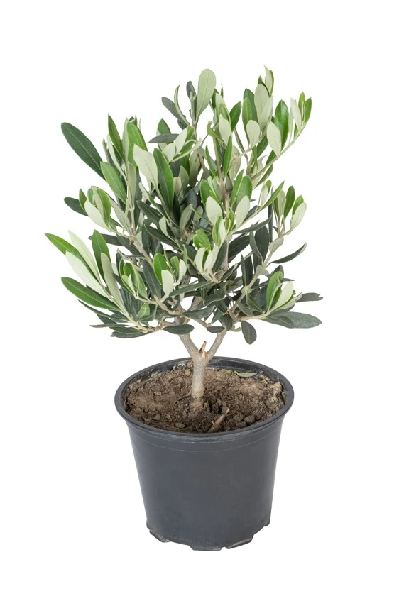 Lot de 2 oliviers taille moyenne - 50–70 cm
