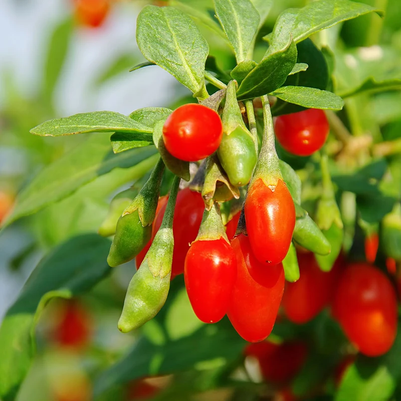 4 baies de Goji 30–38 cm