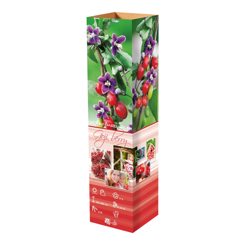 4 baies de Goji 30–38 cm