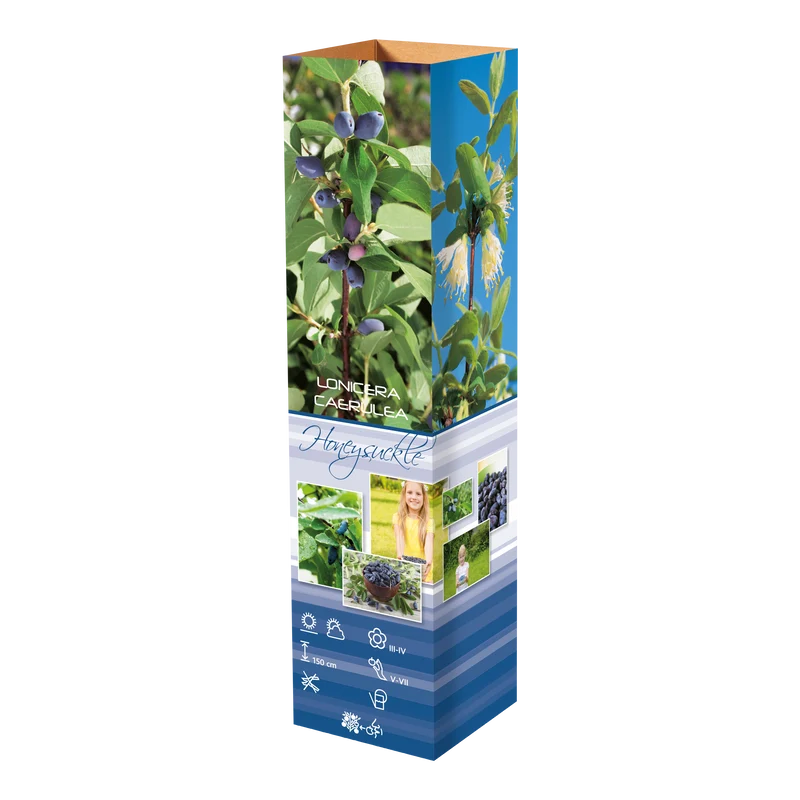 Lot de 8 plantes vitaminées 30–38 cm - 2 baies de Goji, 2 Honeyberry, 2 myrtilles, 2 grenades