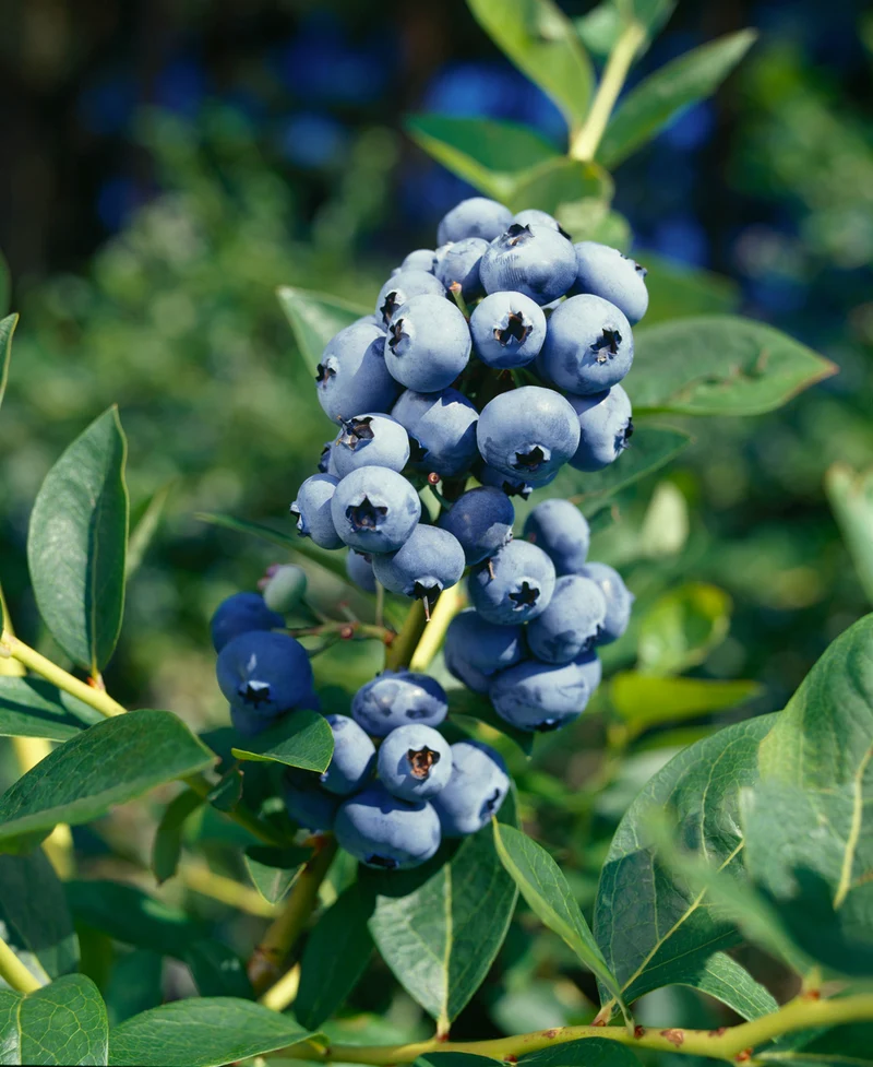 Lot de 4 plantes vitaminées 30–38 cm - 1 baie de Goji, 1 Honeyberry, 1 myrtille, 1 grenade