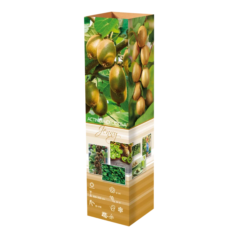Lot de 3 plants de Kiwi Jenny 30-38 cm