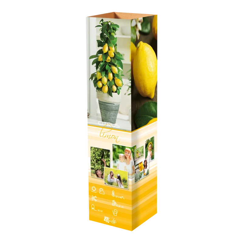 Lot de 4 citronniers 25–38 cm