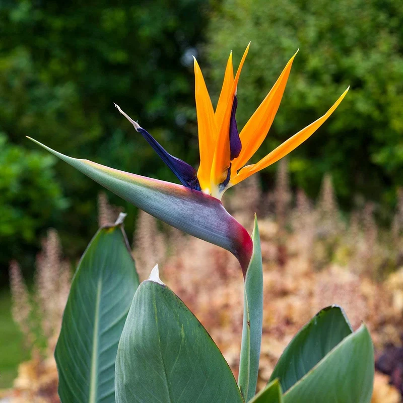 Lot de 3 Strelitzia Reginae