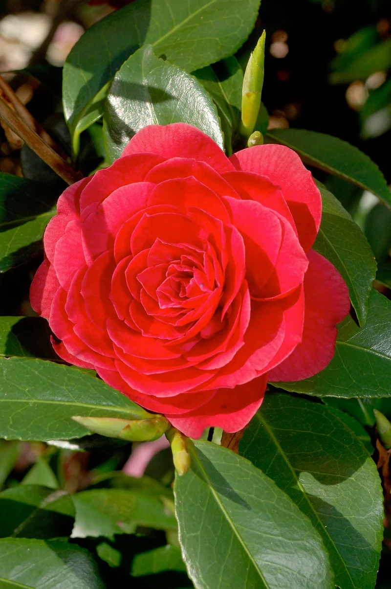 Camélia arbuste 'Rose du Japon' XL Rouge
