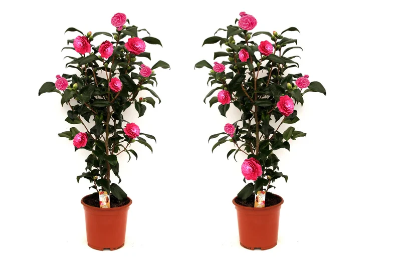 Lot de 2 camélias arbustes 'Rose du Japon' XL