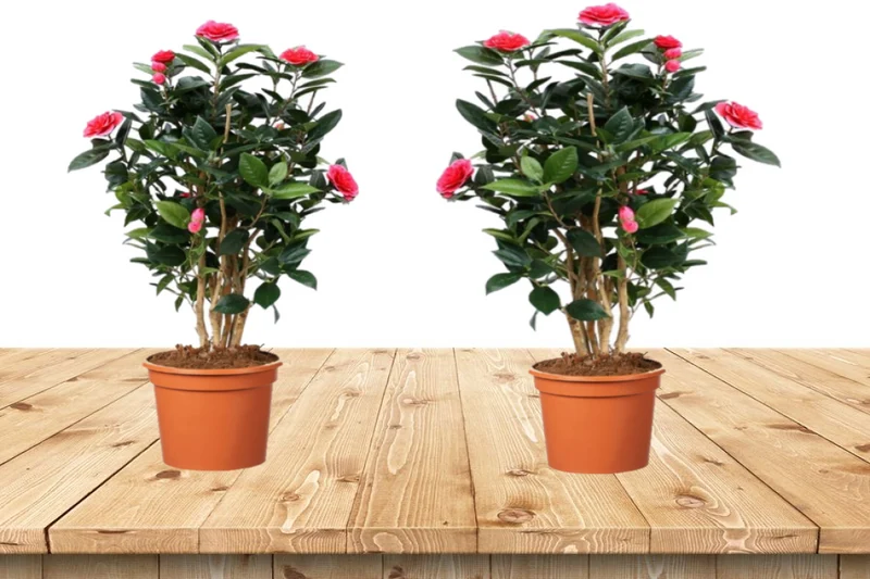 Lot de 2 camélias arbustes 'Rose du Japon' XL