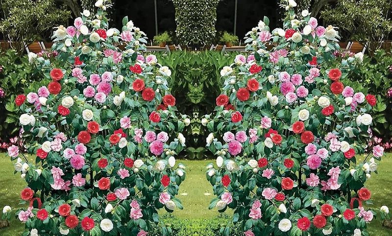 Lot de 2 camélias arbustes 'Rose du Japon' XL Tricolore