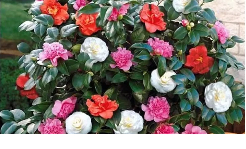 Camélia arbuste 'Rose du Japon' XL Tricolore