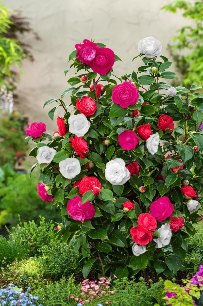 Camélia arbuste 'Rose du Japon' XL Tricolore