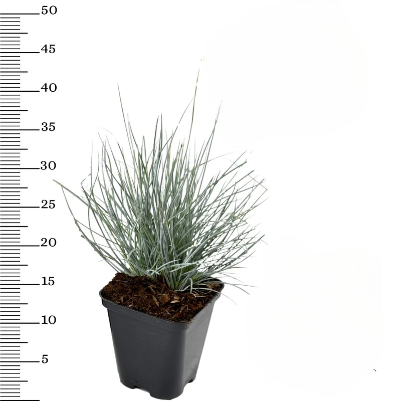 Lot de 4 Festuca Glauca