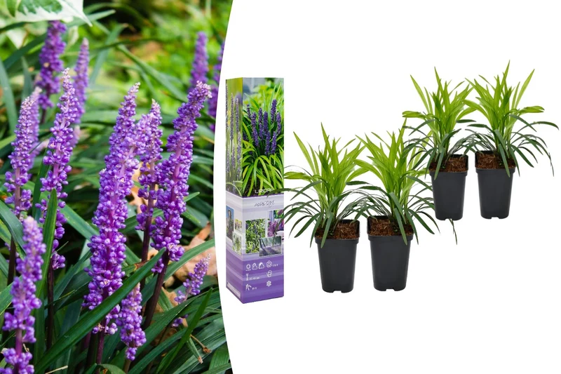 Lot de 4 Liriope Muscari
