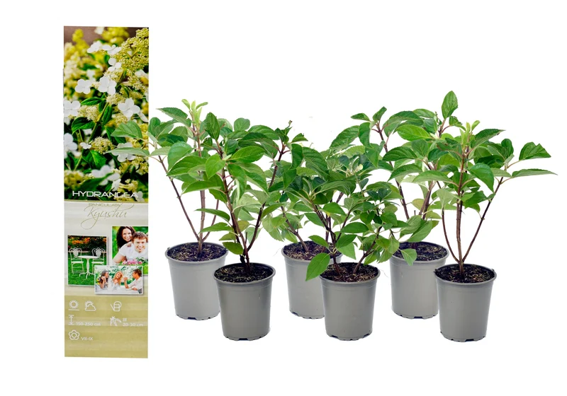 Lot de 6 hortensias blancs - Hydrangea arb. 'Annabelle'