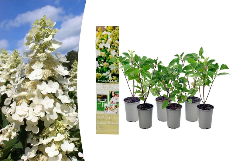 Lot de 6 hortensias paniculés blancs - Hydrangea pan. 'Kyushu'