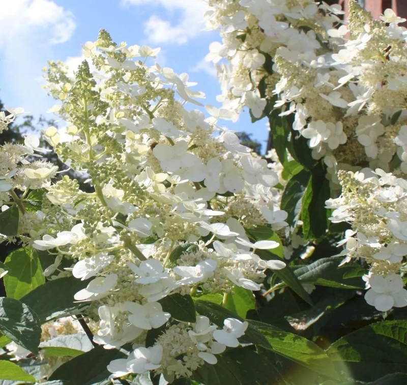 Lot de 3 hortensias paniculés blancs - Hydrangea pan. 'Kyushu'