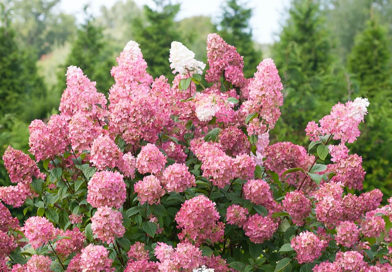 Lot de 6 hortensias roses - Hydrangea pan. 'Diamond'