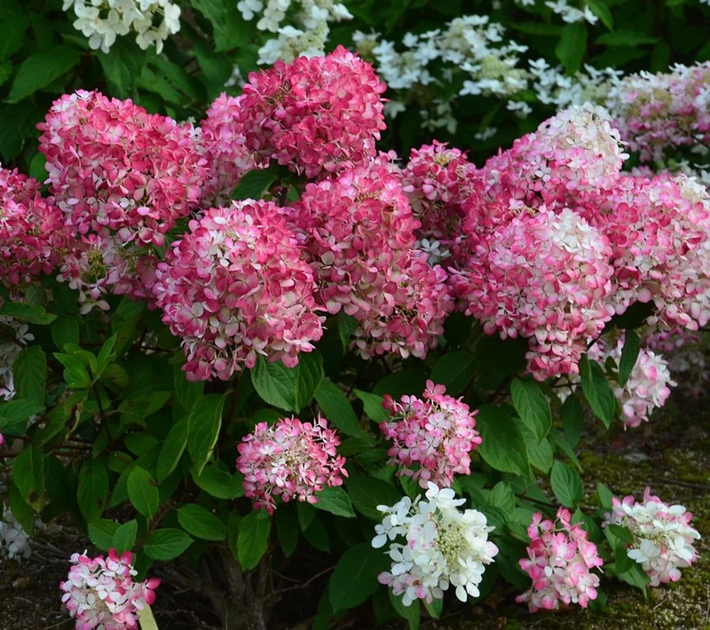 Lot de 3 hortensias roses - Hydrangea pan. 'Diamond'