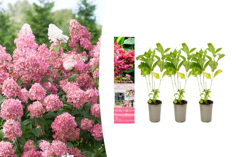 Lot de 3 hortensias roses - Hydrangea pan. 'Diamond'