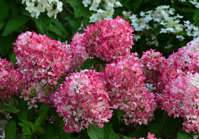 Lot de 3 hortensias roses - Hydrangea pan. 'Diamond'