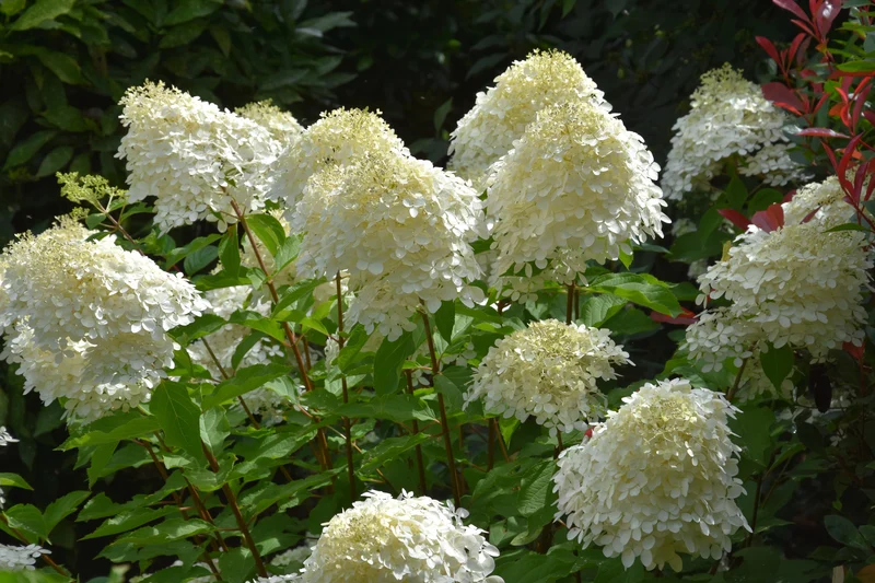 Lot de 3 hortensias blancs - Hydrangea pan. 'Phantom'