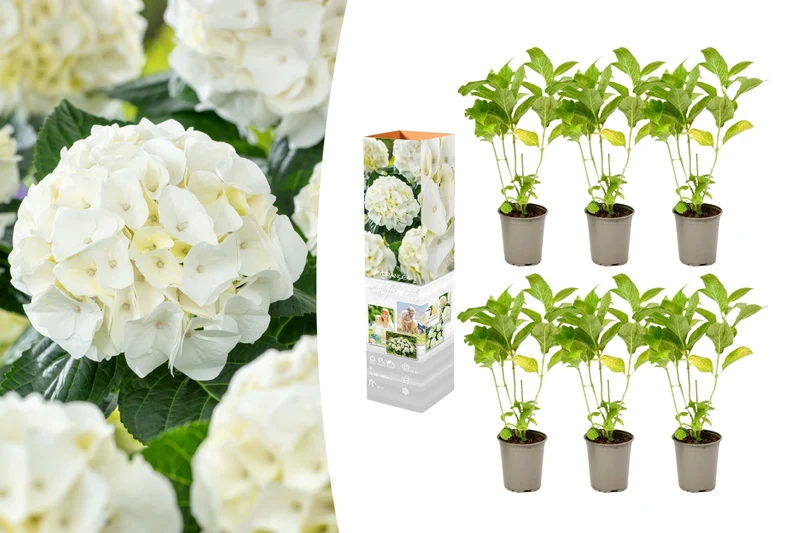 Lot de 6 hortensias blancs - Hydrangea macrophylla