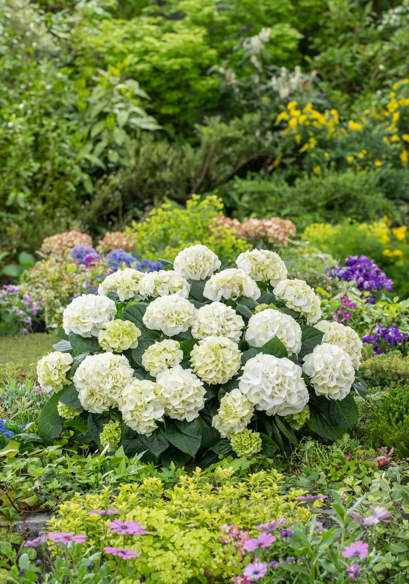 Lot de 6 hortensias blancs - Hydrangea macrophylla
