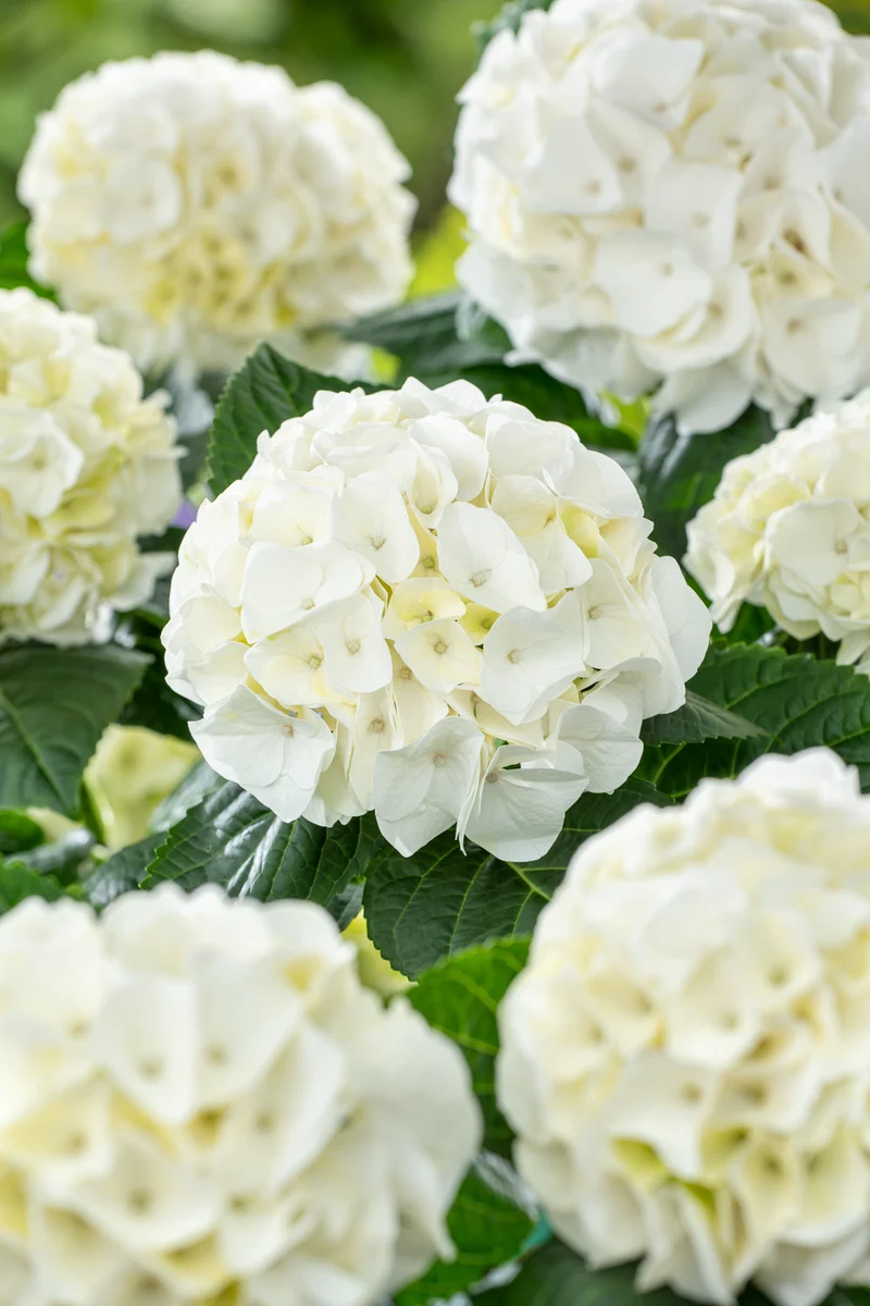 Lot de 6 hortensias blancs - Hydrangea macrophylla
