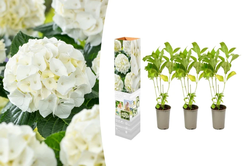 Lot de 3 hortensias blancs - Hydrangea macrophylla