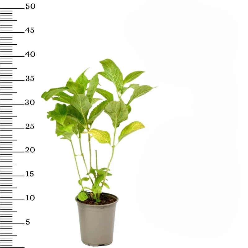 Lot de 3 hortensias blancs - Hydrangea macrophylla